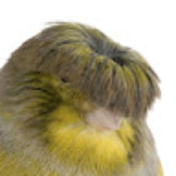 Meet your Posher, John - Picture 1 of 1